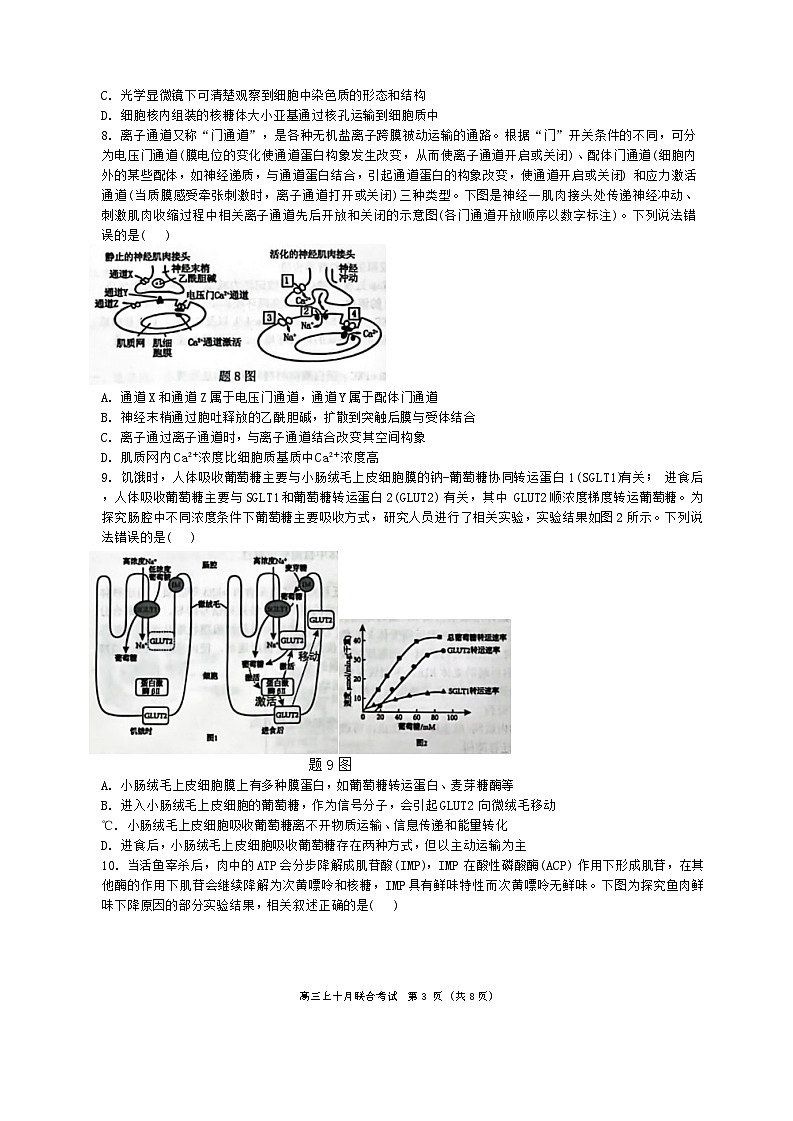 重庆市西南大学附属中学、重庆育才中学等学校2024-2025高三上学期10月联考生物试题03