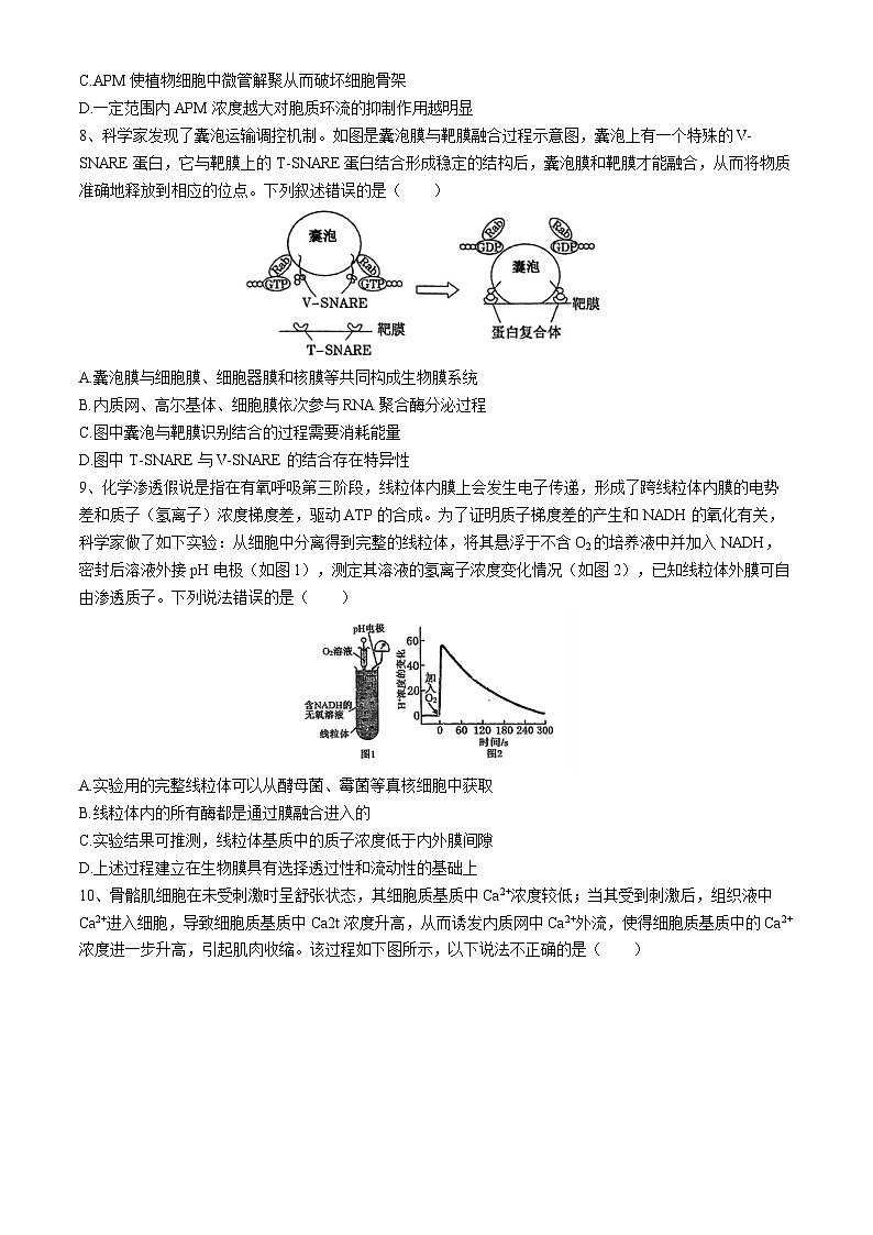 广东省揭阳市惠来县第一中学2024-2025学年高三上学期10月第二次阶段考试生物试题(无答案)第3页
