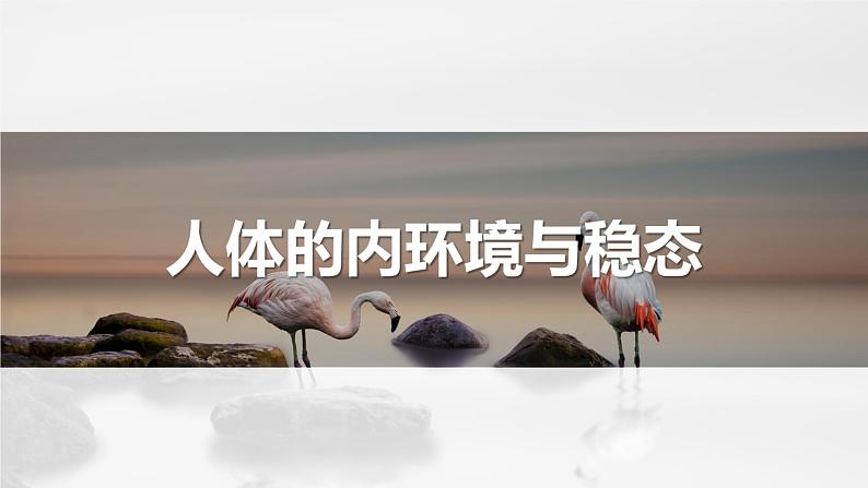 专题01 内环境与稳态(串讲课件)-2024-2025学年高二生物上学期期中考点大串讲(浙科版2019必修1)第1页