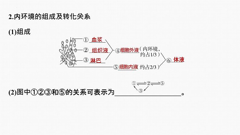 专题01 内环境与稳态(串讲课件)-2024-2025学年高二生物上学期期中考点大串讲(浙科版2019必修1)第3页
