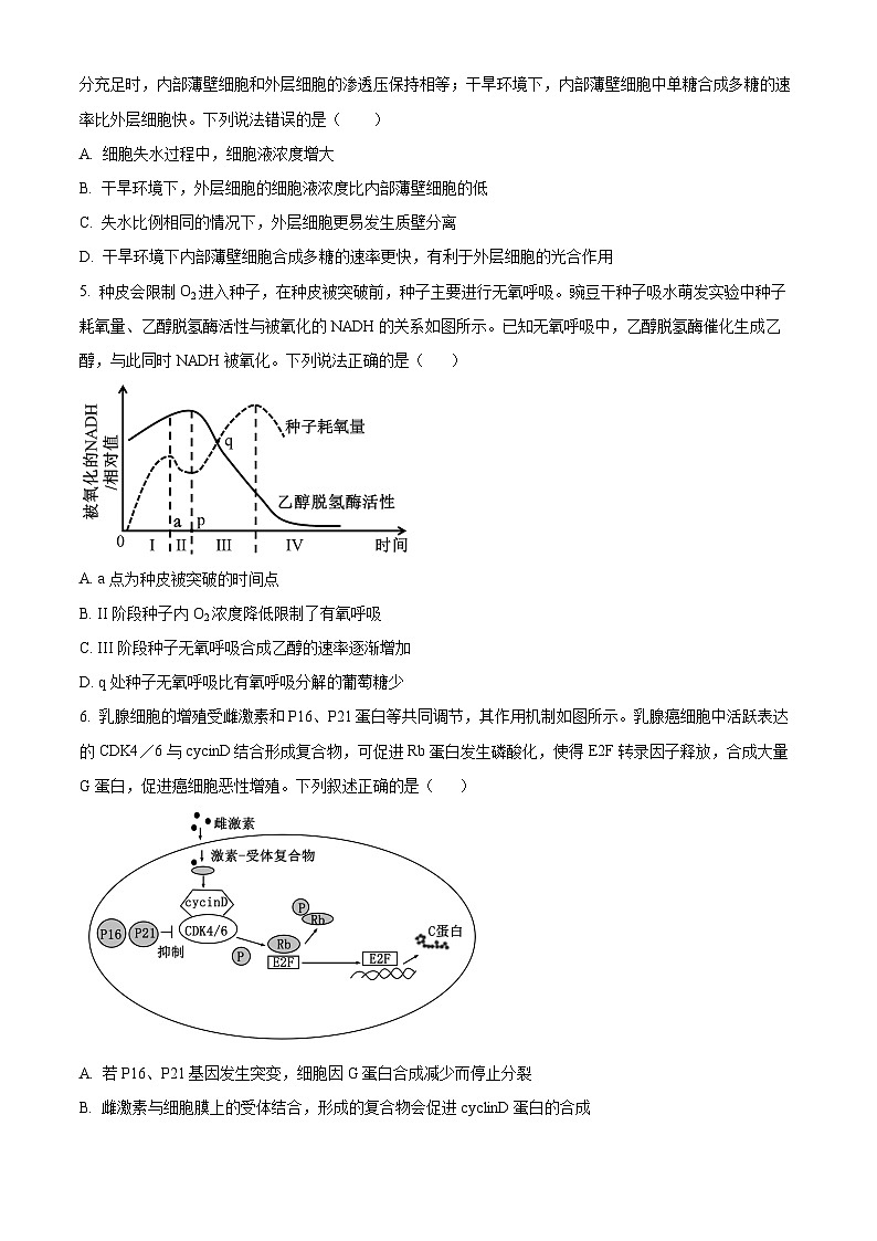湖南省长沙市师大附中2025届高三上学期第二次月考生物试题(Word版附解析)02