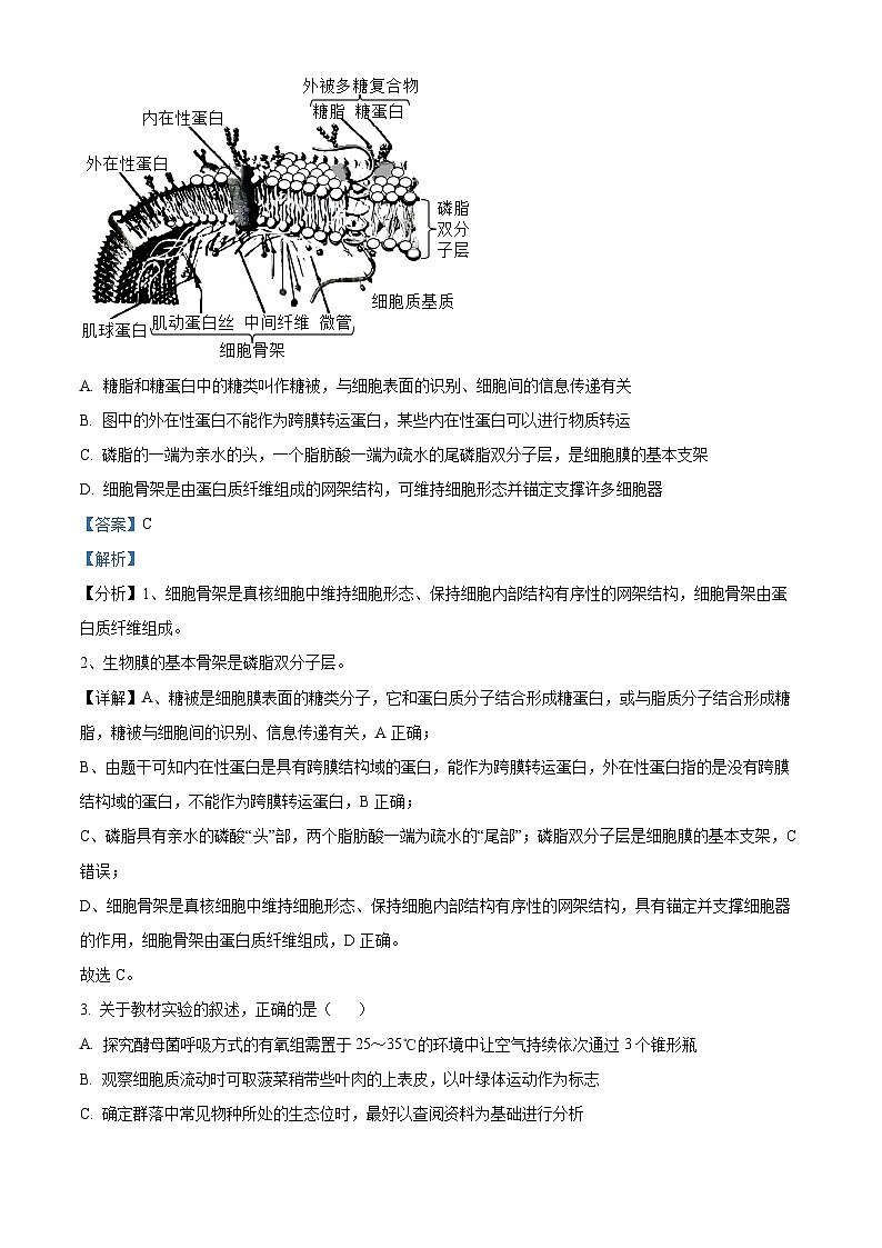 河北省衡水市2024-2025学年高三上学期9月第二次调研考试生物试题 Word版含解析第2页