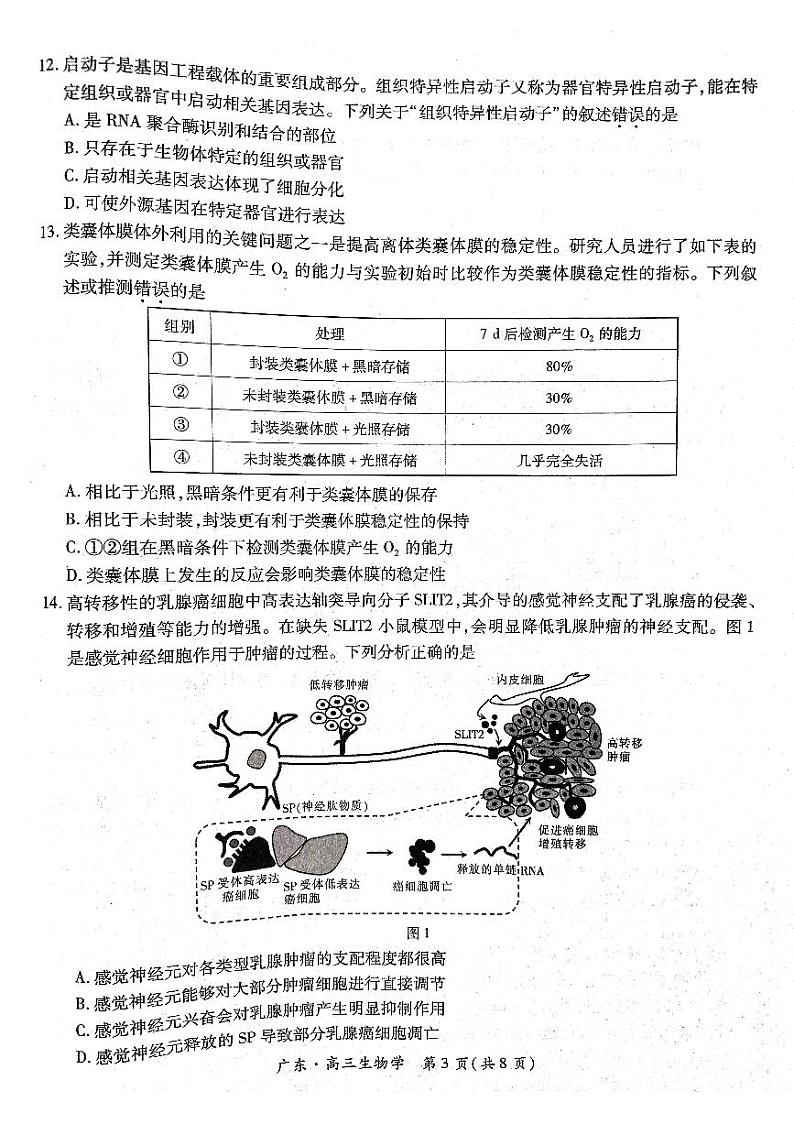 广东省上进教育(稳派联考)2024-2025学年高三上学期10月月考生物试题(PDF版附答案)03