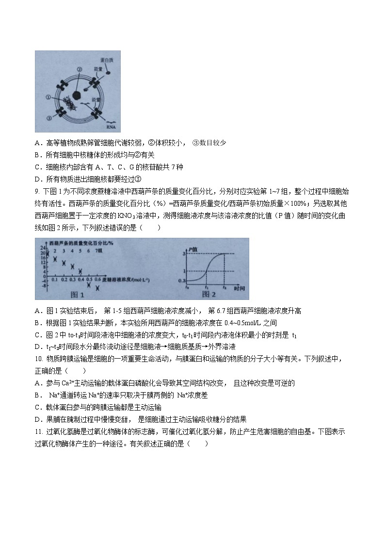 湖北省新八校协作体2024-2025学年高三上学期10月联考生物试题(无答案)第3页