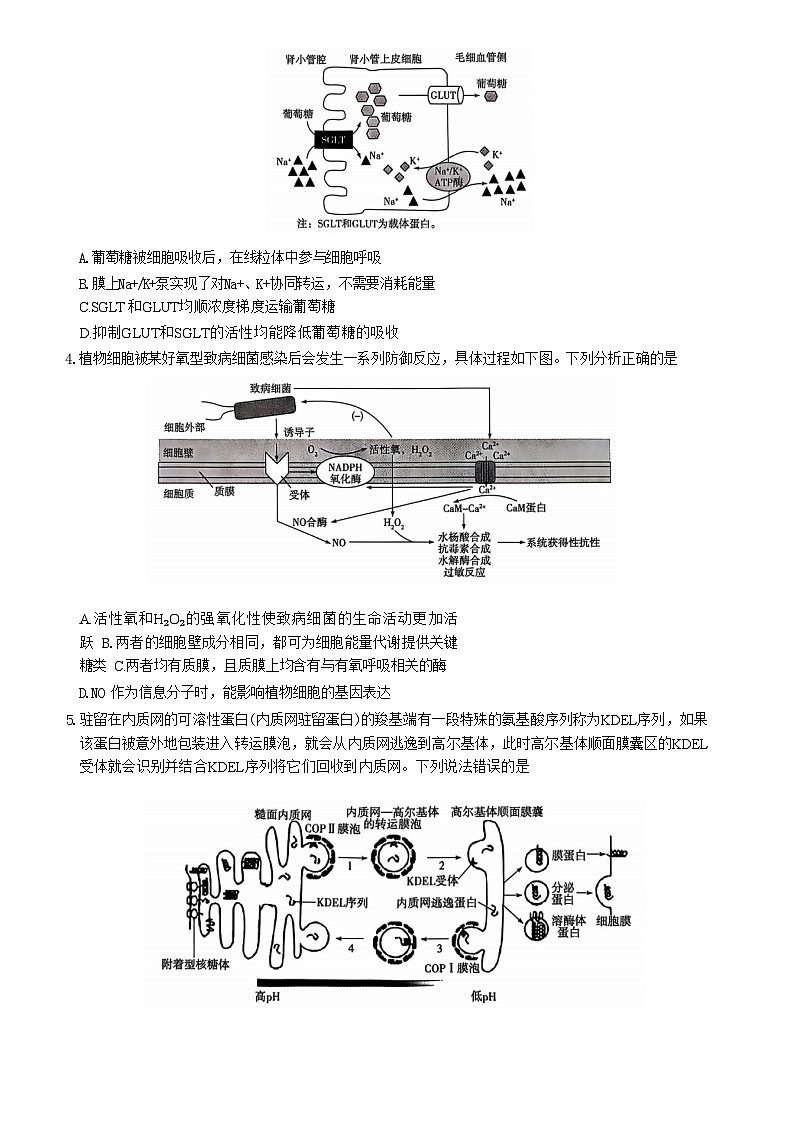山东省潍坊市天一大联考2024-2025学年高三上学期10月月考 生物试题第2页