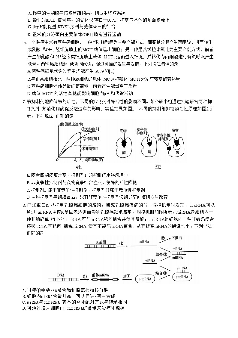 山东省潍坊市天一大联考2024-2025学年高三上学期10月月考 生物试题第3页
