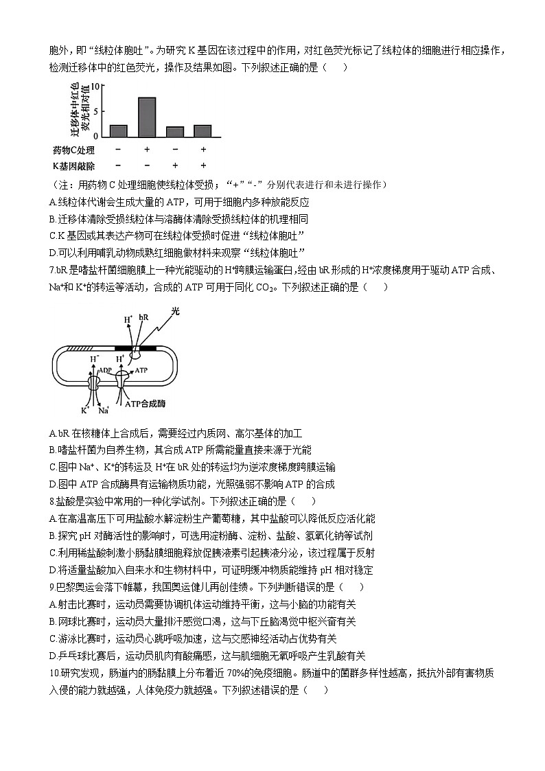 湖北省云学部分重点高中联盟2024-2025学年高二上学期10月联考生物试题(Word版附答案)02