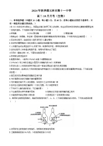 廣西壯族自治區(qū)玉林市玉州區(qū)玉林市第十一中學(xué)2024-2025學(xué)年高二上學(xué)期10月月考生物試題(無答案)