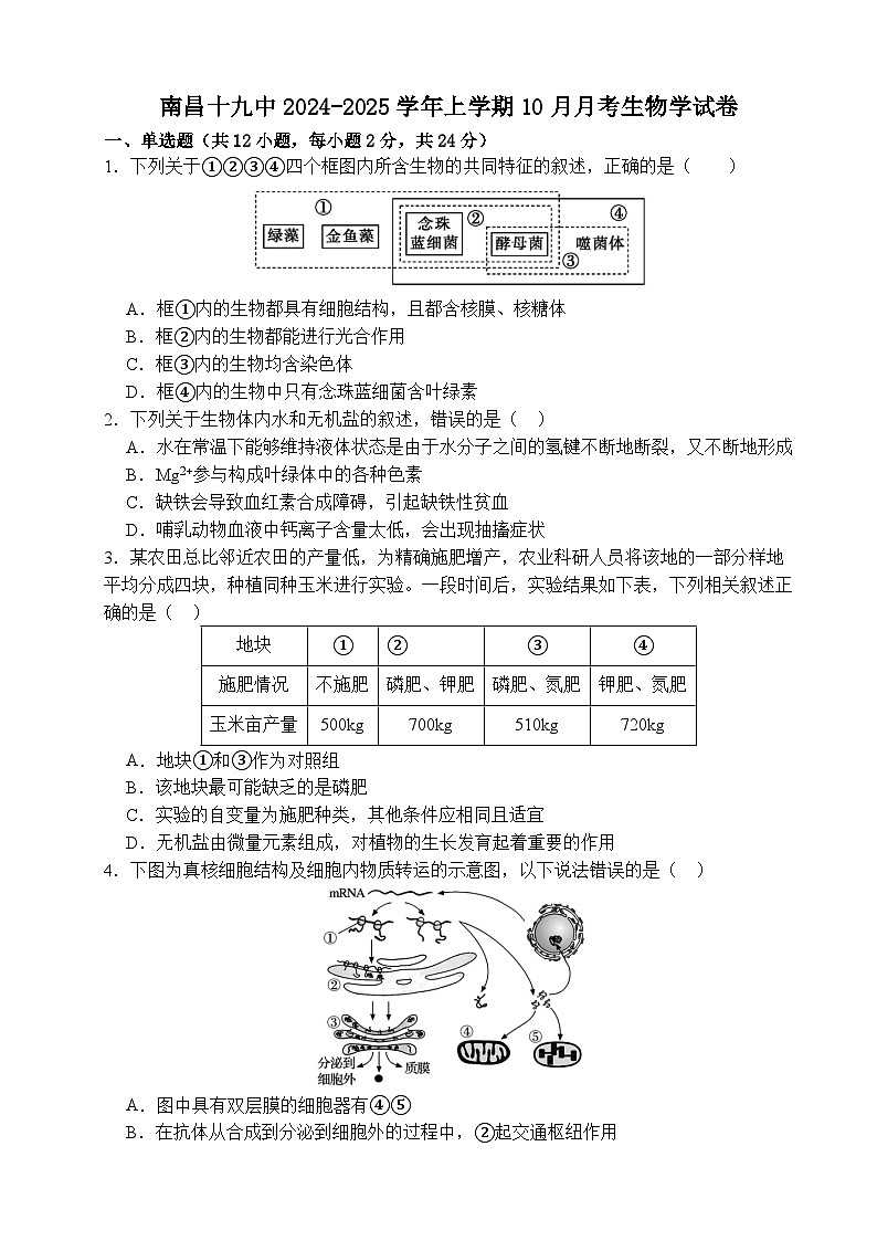 江西省南昌市东湖区南昌市第十九中学2024-2025学年高三上学期10月月考生物试题01