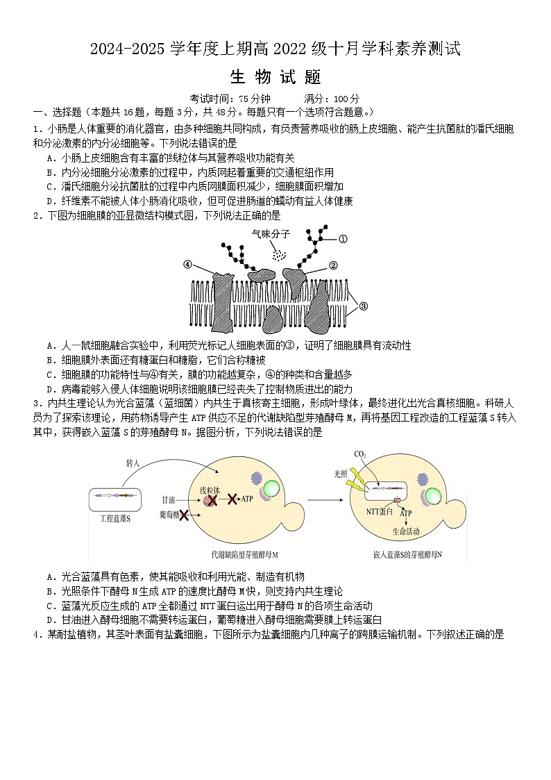 四川省成都市第七中学(高新校区)2024-2025学年高三上学期10月月考生物试题第1页
