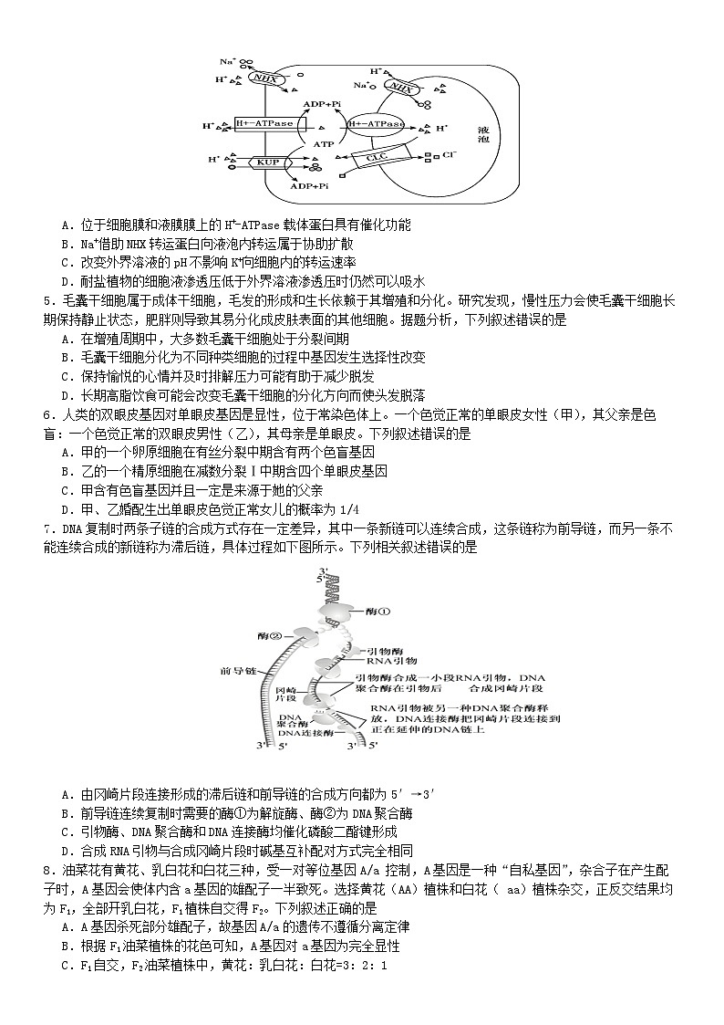 四川省成都市第七中学(高新校区)2024-2025学年高三上学期10月月考生物试题第2页