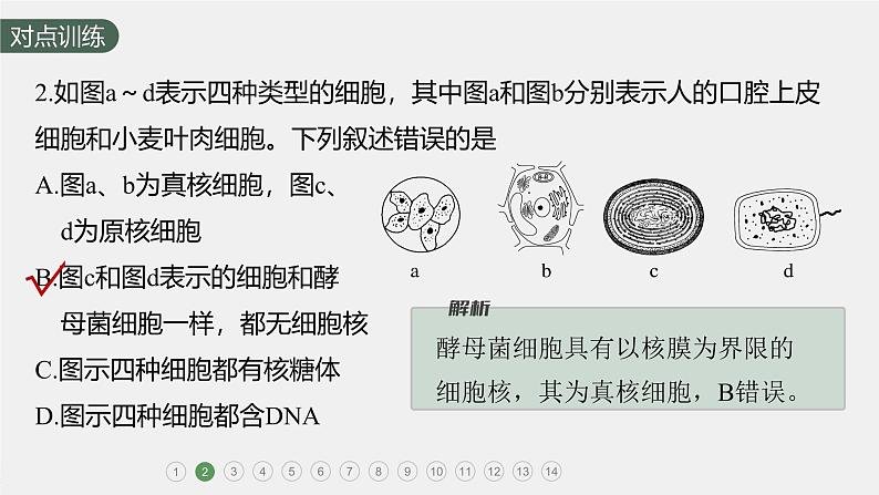 高中生物新教材同步必修第一册课件+讲义 第2章 重点突破练(一)04