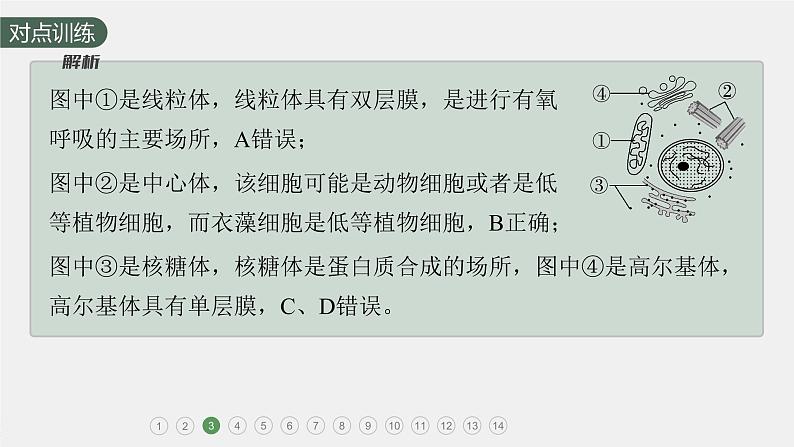 高中生物新教材同步必修第一册课件+讲义 第3章 重点突破练(二)07