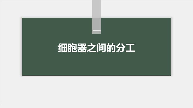 第3章 第2节 第1课时 细胞器之间的分工第5页