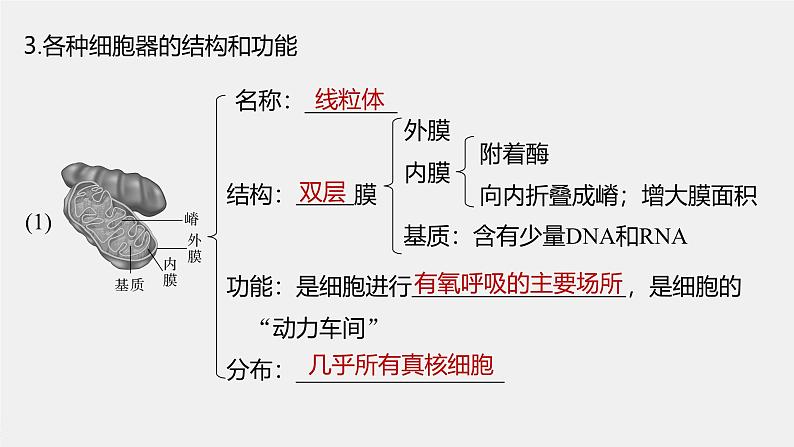 第3章 第2节 第1课时 细胞器之间的分工第8页