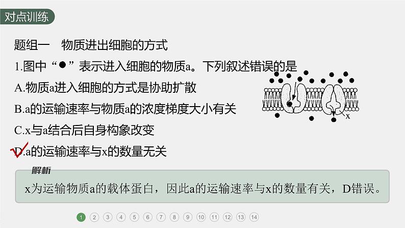 高中生物新教材同步必修第一册课件+讲义 第4章 重点突破练(三)03
