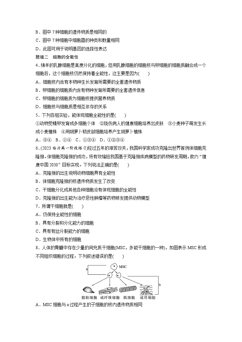 第6章 作业30 细胞的分化(练习)第2页