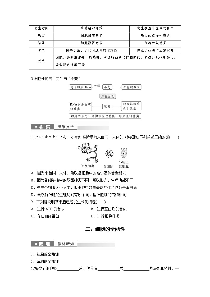 第6章 第2节 细胞的分化(学生版)第3页