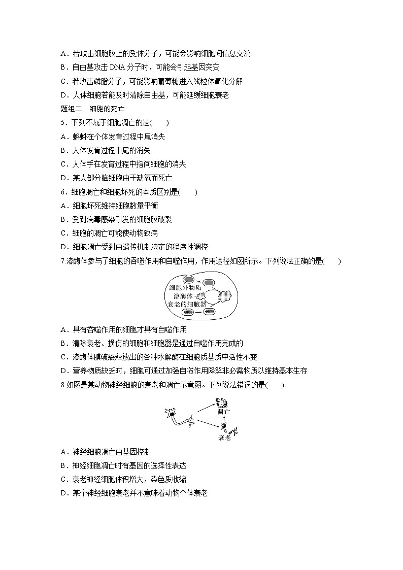 第6章 作业31 细胞的衰老和死亡(练习)第2页