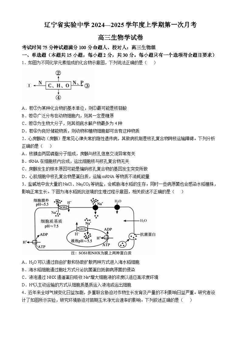 辽宁省实验中学2024-2025学年高三上学期10月月考生物试题01