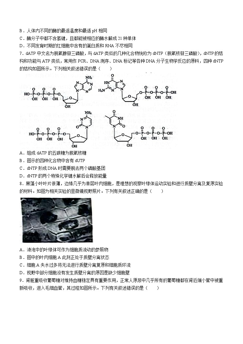 山西省高三2024-2025学年高三上学期9月月考生物试题(无答案)第2页