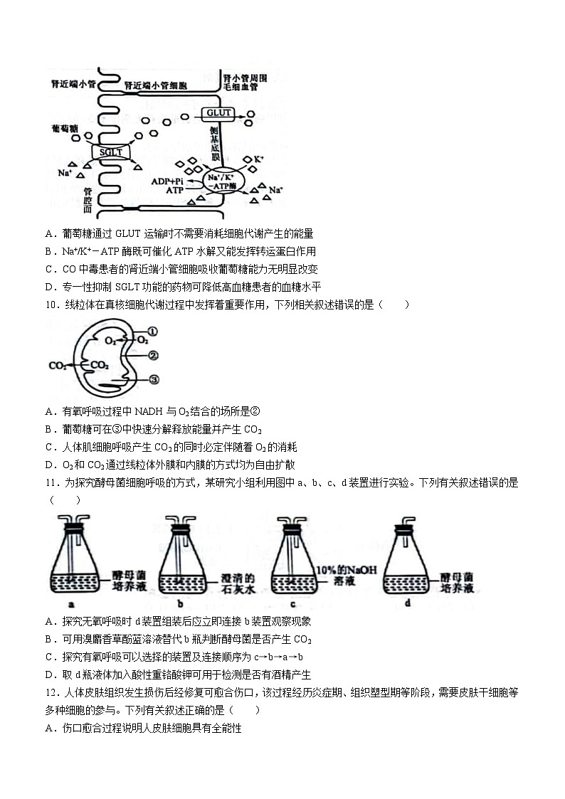 山西省高三2024-2025学年高三上学期9月月考生物试题(无答案)第3页