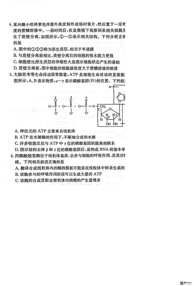 河北省邢台市质检联盟2024-2025学年高三上学期10月月考试题 生物 含答案第2页