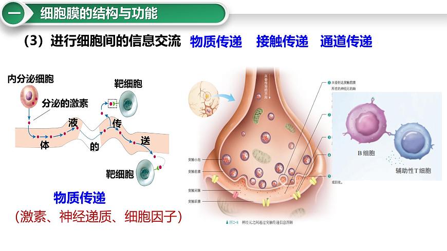 第5講 細(xì)胞膜與細(xì)胞核-備戰(zhàn)2025年高考生物大一輪復(fù)習(xí)課件(新高考通用)第4頁