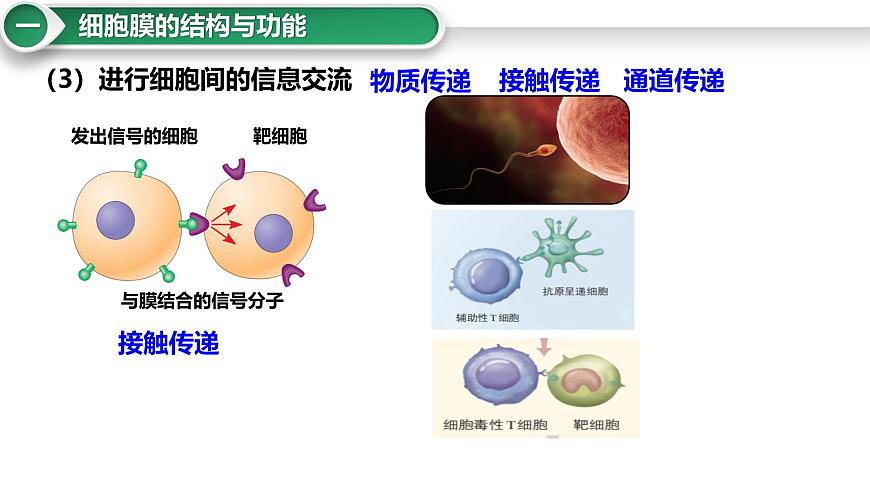 第5講 細(xì)胞膜與細(xì)胞核-備戰(zhàn)2025年高考生物大一輪復(fù)習(xí)課件(新高考通用)第5頁