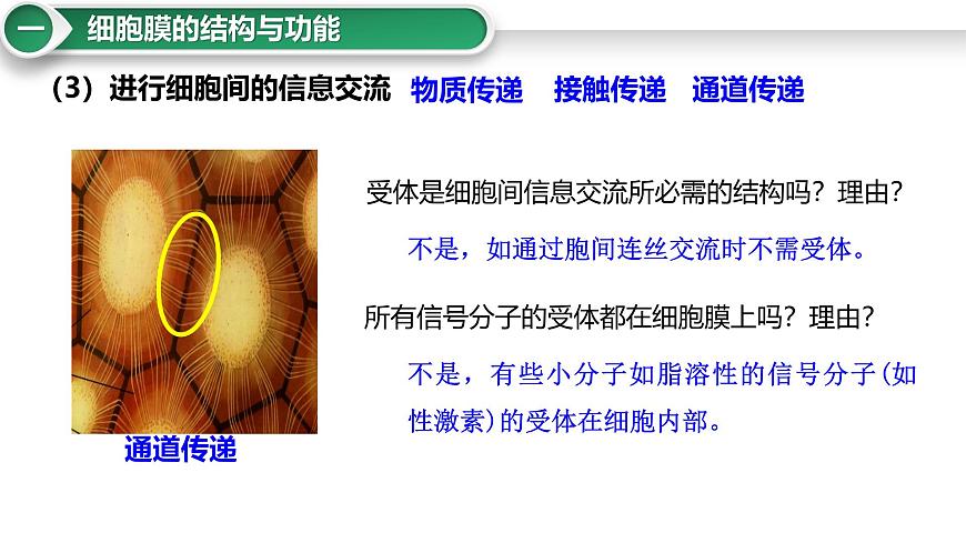 第5講 細(xì)胞膜與細(xì)胞核-備戰(zhàn)2025年高考生物大一輪復(fù)習(xí)課件(新高考通用)第6頁
