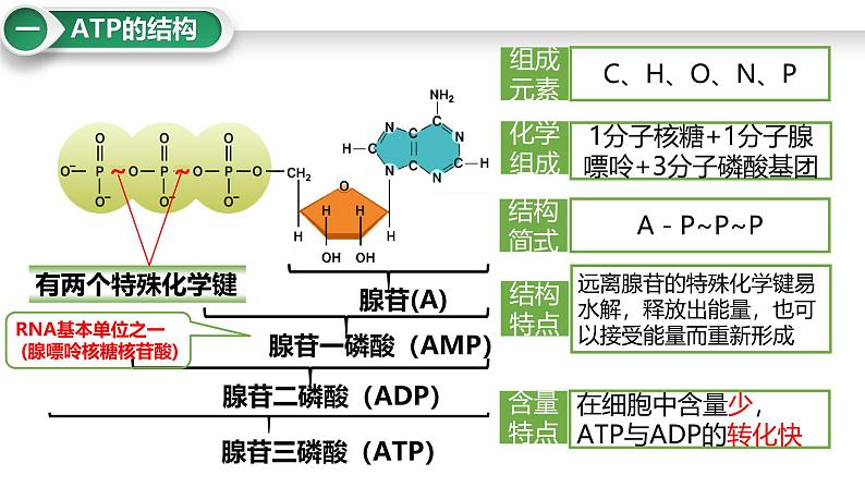 第10讲 细胞的能量货币“ATP”-备战2025年高考生物大一轮复习课件(新高考通用)03