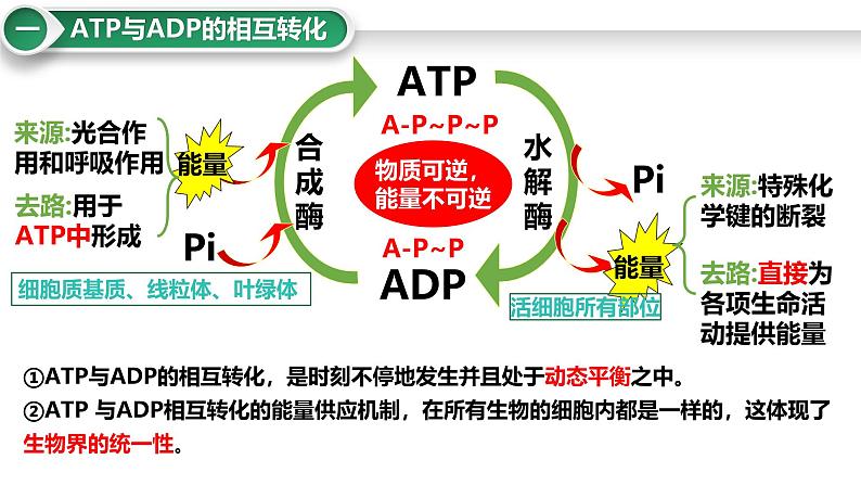 第10讲 细胞的能量货币“ATP”-备战2025年高考生物大一轮复习课件(新高考通用)08