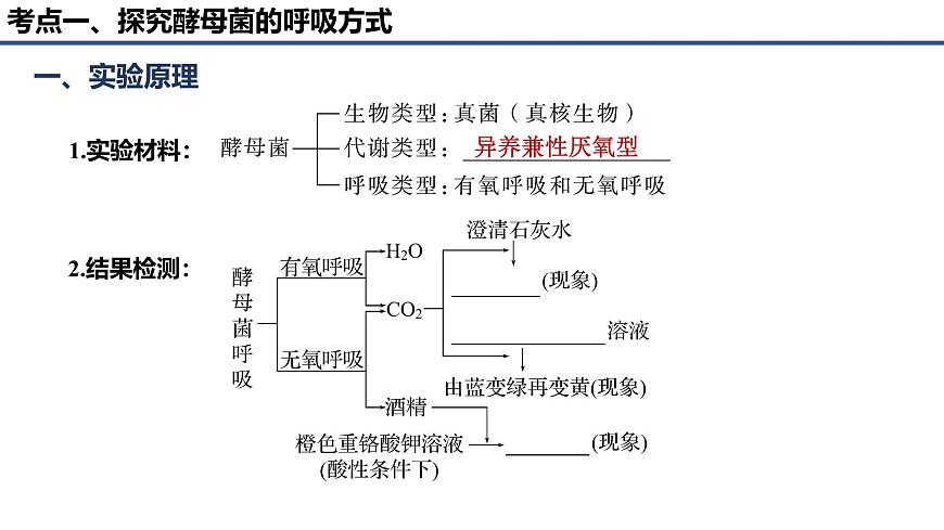 專題07 細(xì)胞呼吸的原理和應(yīng)用-2025年高考生物一輪復(fù)習(xí)課件第2頁