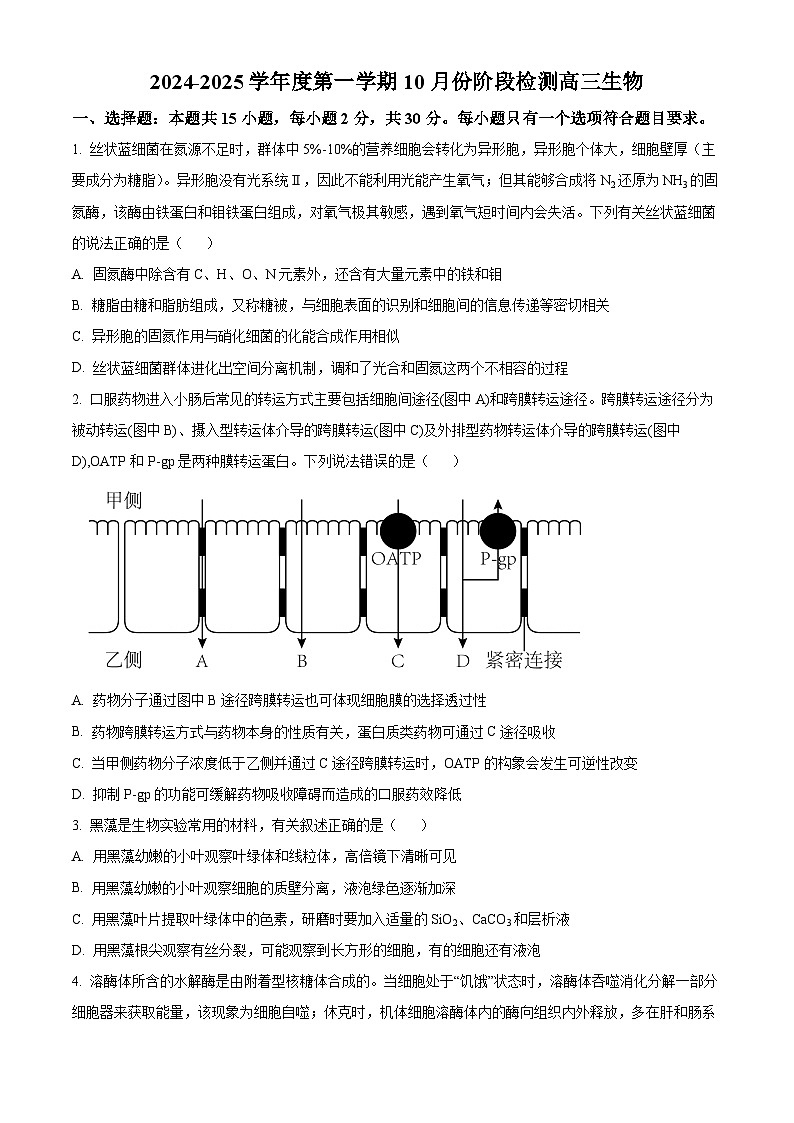 山东省滕州市第一中学2024-2025学年高三上学期10月月考生物试题(Word版附答案)第1页