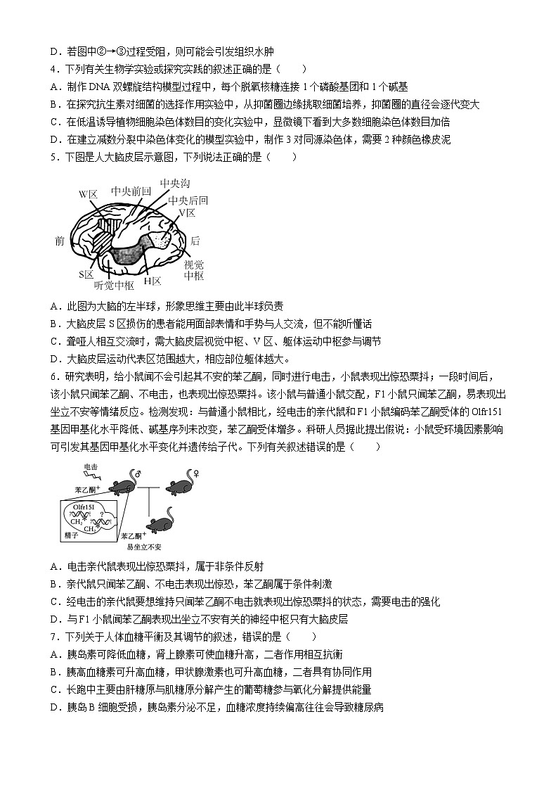 湖南省衡阳市第八中学2024-2025学年高二上学期第一次月考生物试题(无答案)第2页