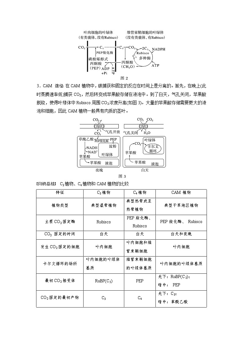 高中生物(人教版)新教材同步必修第一册课件+讲义 第5章 微专题三 C3、C4、CAM植物及光呼吸02