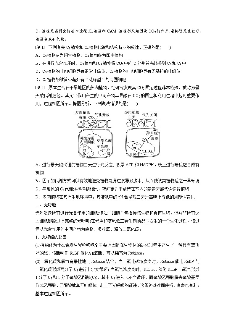 高中生物(人教版)新教材同步必修第一册课件+讲义 第5章 微专题三 C3、C4、CAM植物及光呼吸03