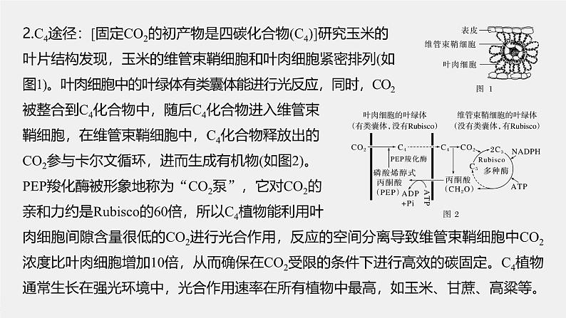高中生物(人教版)新教材同步必修第一册课件+讲义 第5章 微专题三 C3、C4、CAM植物及光呼吸04