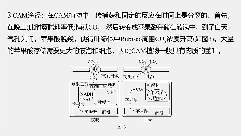 高中生物(人教版)新教材同步必修第一册课件+讲义 第5章 微专题三 C3、C4、CAM植物及光呼吸05