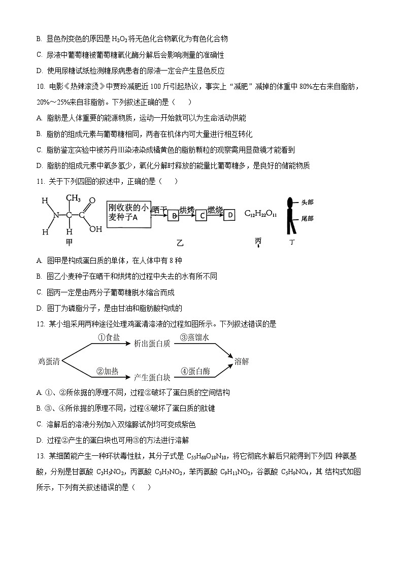 湖北省武汉市第49中学2024-2025学年高一上学期10月月考生物试题(Word版附解析)03