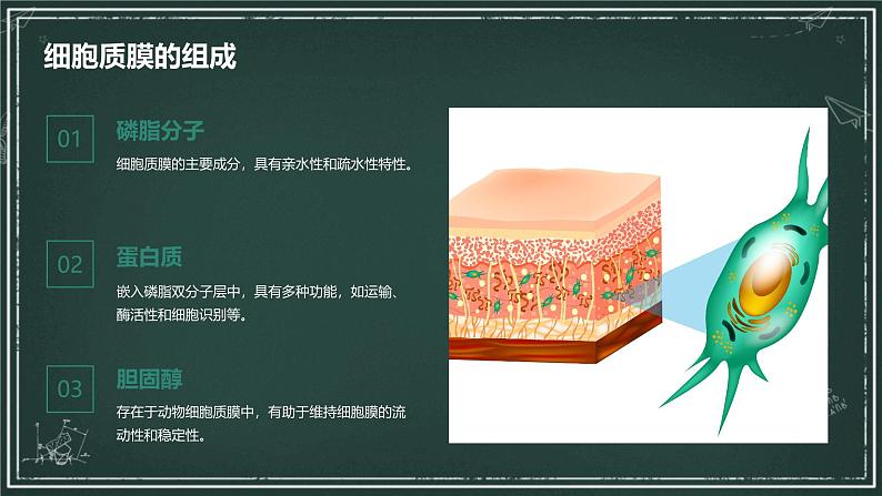 细胞质膜具有选择透过性高中生物苏教版(2019) 必修1 分子与细胞 课件04