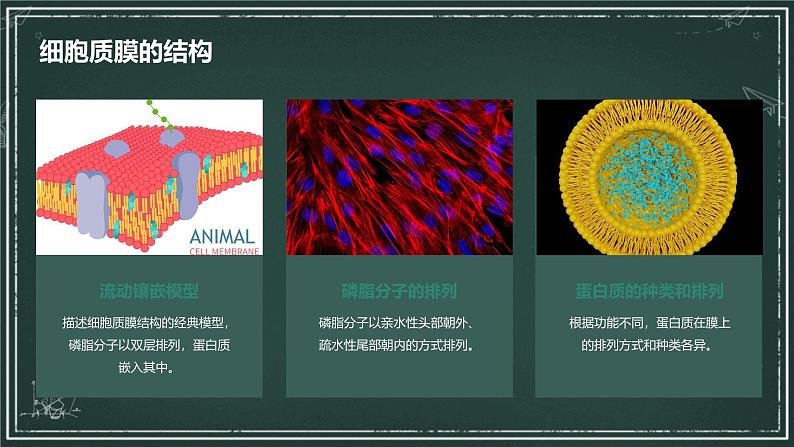 细胞质膜具有选择透过性高中生物苏教版(2019) 必修1 分子与细胞 课件05
