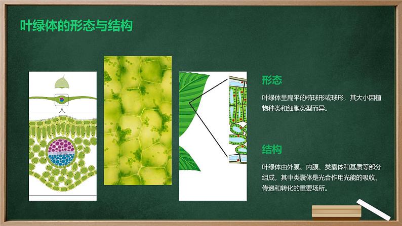 绿色植物光合作用的过程高中生物苏教版(2019) 必修1 分子与细胞 课件第8页