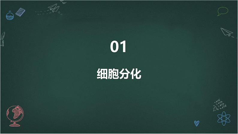 高中生物学:细胞分化、衰老和死亡高中生物苏教版(2019) 必修1 分子与细胞 课件03