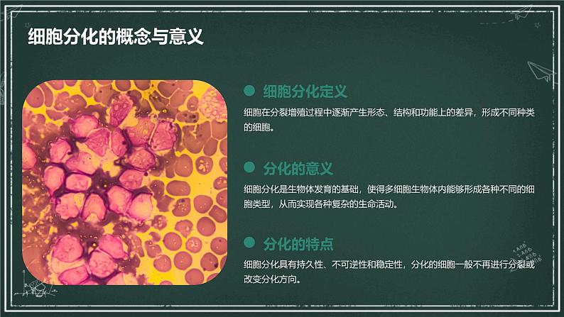 高中生物学:细胞分化、衰老和死亡高中生物苏教版(2019) 必修1 分子与细胞 课件04