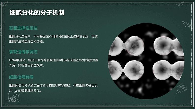 高中生物学:细胞分化、衰老和死亡高中生物苏教版(2019) 必修1 分子与细胞 课件05