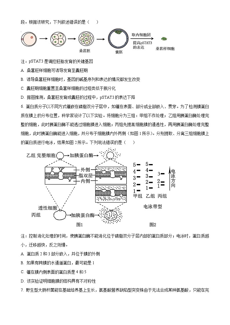 广东省雷州市龙门中学、客路中学两校2025届高三上学期10月第一次模拟考试生物试题(Word版附解析)第3页