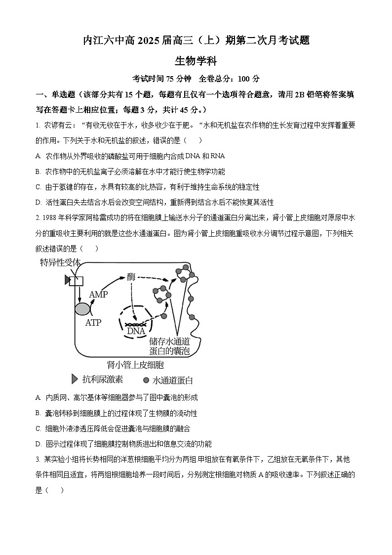 四川省内江市第六中学2024-2025学年高三上学期第二次月考生物试题 Word版无答案第1页