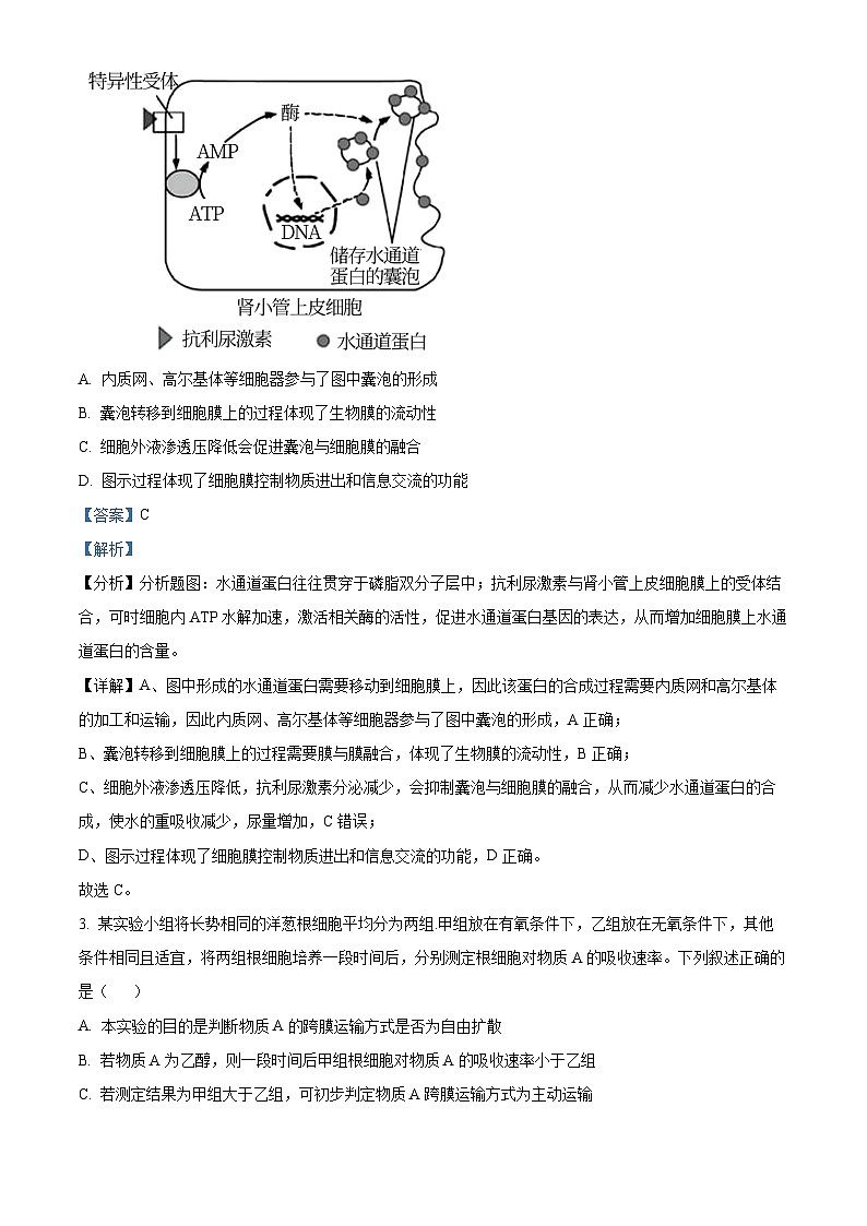 四川省内江市第六中学2024-2025学年高三上学期第二次月考生物试题 Word版含解析第2页