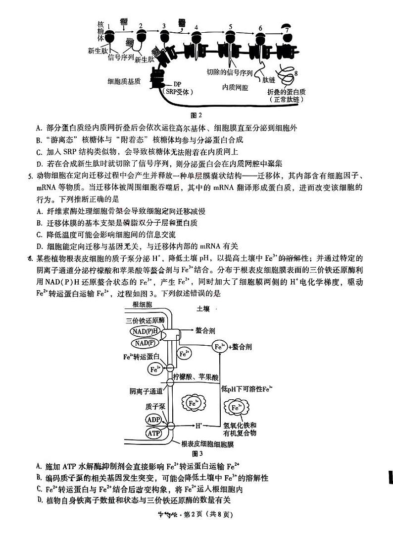重庆市巴蜀中学2024-2025学年高三上学期10月月考生物试题(PDF版附解析)第2页
